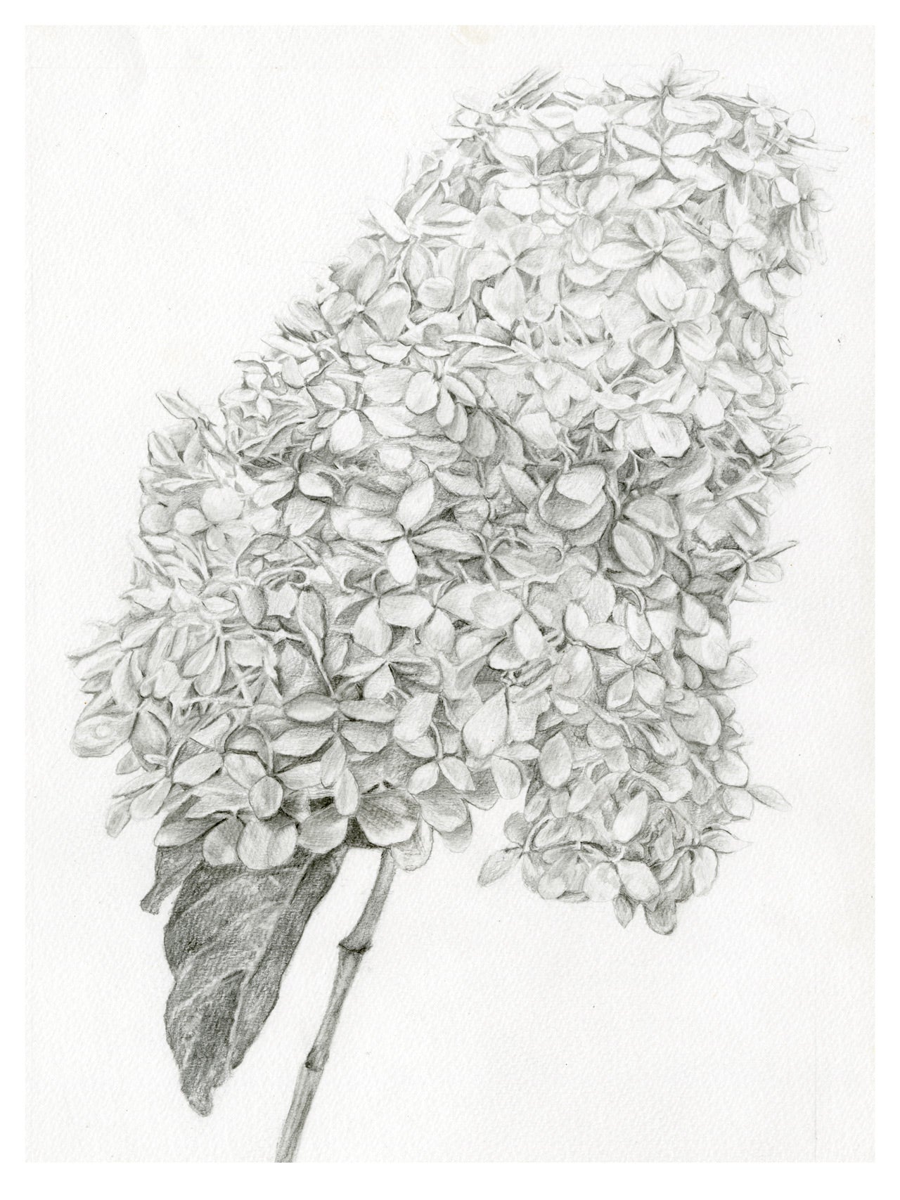 Botany Study: Hydrangea Paniculata